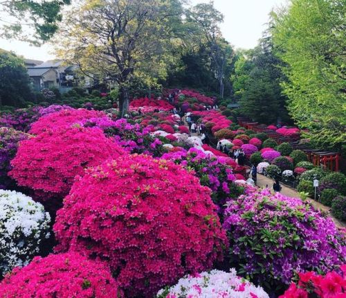 ＼おにわさん更新情報／ [ 東京都文京区 ] 根津神社つつじ苑 Nezu-Jinja Shrine Azalea Garden, Bunkyo-ku, Tokyo の写真・記事を更新しました。 ――江