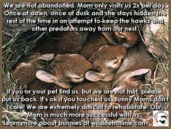 not-a-heart-a-kaleidoscope:  bunniesohmy:  If you find uninjured baby bunnies this spring, please return them to their nest and leave them be. Their mom is around and she will take care of them. Visit wildlifehotline.com if you need more information.