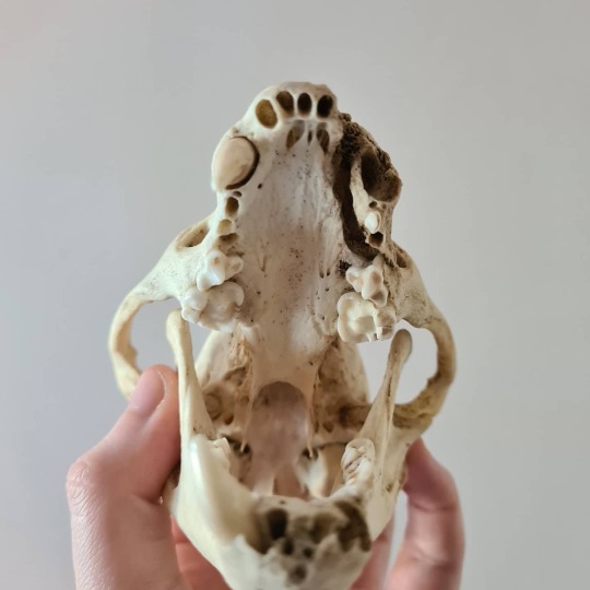 Desert Creepy Crawlies Painted Badger Skull