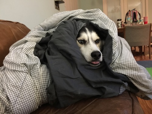 pocketfulofrocketfuel:  is-dizzle:  @pocketfulofrocketfuel @tookawaii5u pup xo  Dogdog’s face in the blanket pile. Such a cutie 