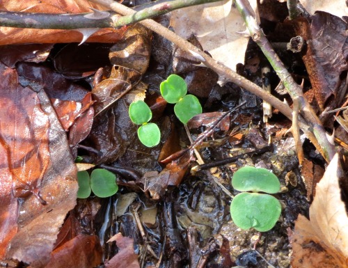 Hepatica, Mitella diphylla, and Impatiens pallida. The woods are awakening!In English, that’s round-