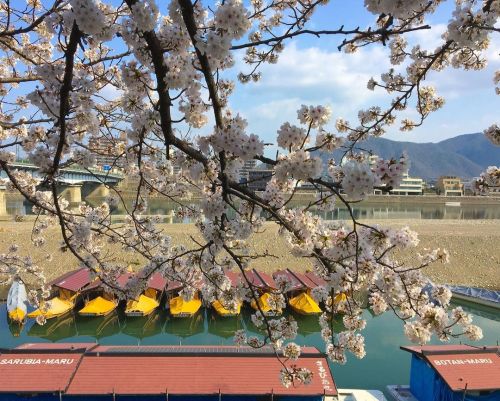 Cherry blossoms along the Nagara River with the cormorant fishing viewing boats in the background. (