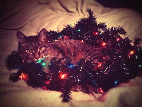 colorful light cat Christmastime, Christmas, Cat, Light, Lights, Colors, Colorful, Winter, December,