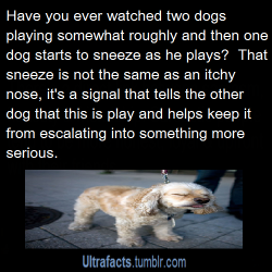 ultrafacts: Some examples of calming signals dogs use to communicate peaceful intentions: Yawning- how many times has your dog yawned at the vet or when you’ve yelled at him ? Dogs yawn to calm themselves or you or another dog and to communicate no