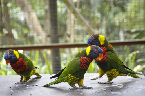 birdsbirds:parrotchatter:parrot (by azrinbme)fanciest bird pants