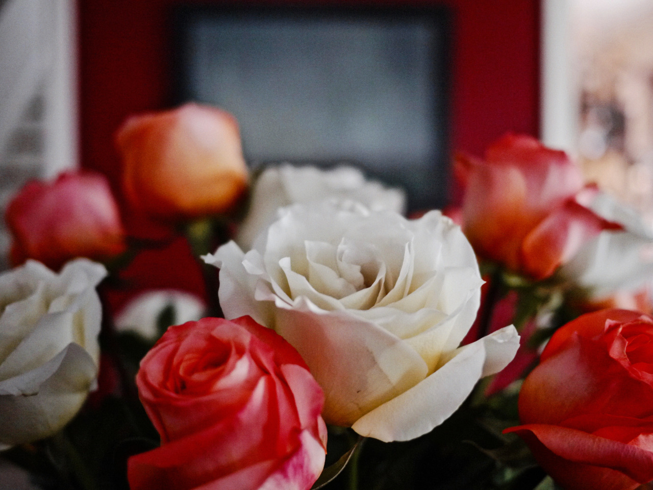 goodglass01:  Holiday Blooms Lumix GF1 / 20mm f1.7 / D Robert Stanley  All Rights