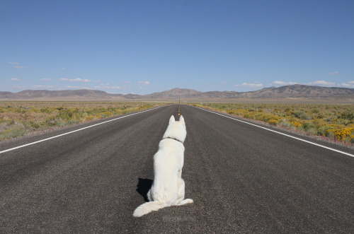 johnandwolf:U.S. Route 50 in Nevada. The “Loneliest Road in America” living up to its name.Sept. 201