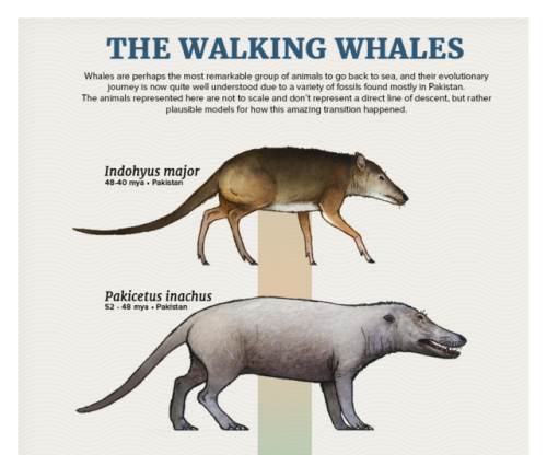 paleoart:Evolution Series: The Walking WhalesWhales are perhaps the most remarkable group of animals