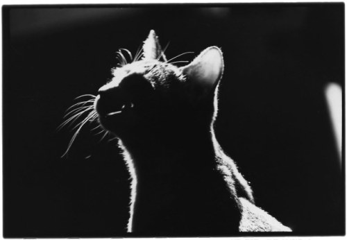 Masahisa Fukase aka 深瀬 昌久 (Japanese, 1934-2012, b. Bifuka, Hokkaido, Japan) - When Masahisa Fukase’s