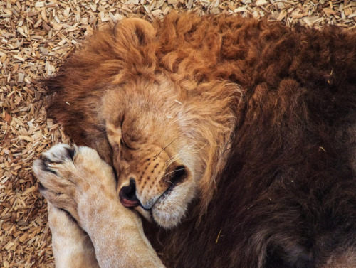 anythingfeline:Photos by jsutcℓfifePhotos are captioned.Two sleeping male lions, that may or may not