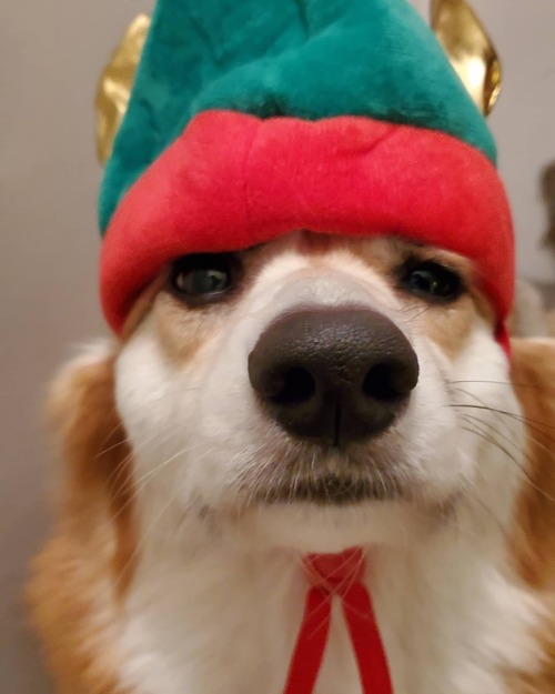 Ho ho ho. #knivesthecorgi •••••#aplacetolovedogs #buzzfeedanimals @buzzfeed #topdogphoto #barkpack #