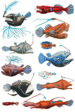 libutron:  Anglerfish Group These illustrations feature at least one representative from 11 of the 16-18 recognized anglerfish families (Order Lophiiformes).   Artist: ©John Meszaros [Top photo] - [Bottom photo]