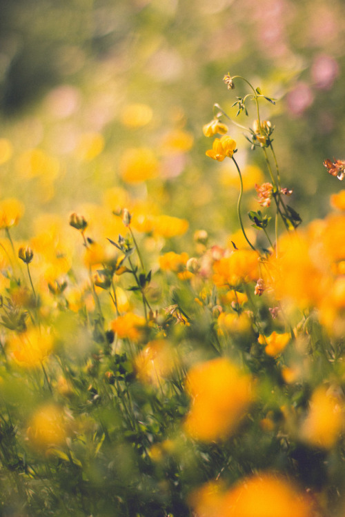 rabbitinthemeadow:Listless, stumbling in the broad daylight // Part 3