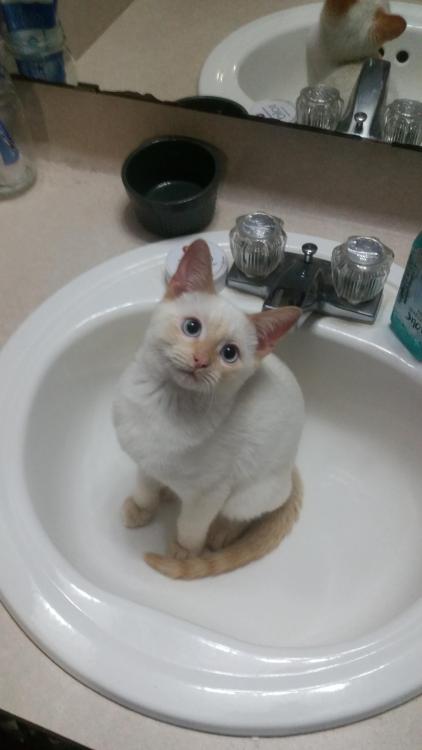 catsbeaversandducks:You Can’t Brush Your Teeth Because:(    ) you have no toothpaste(    ) you have 