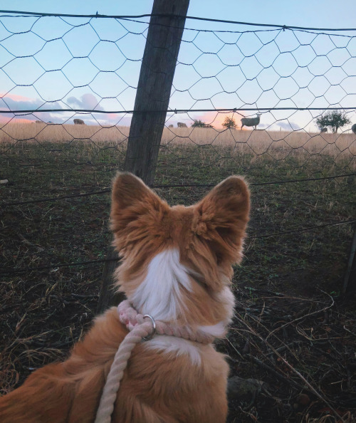 Little Hopscotch seeing some sheep for the first time