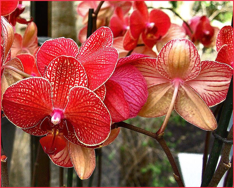 fotofreddy:  Own picture:  Orchids 