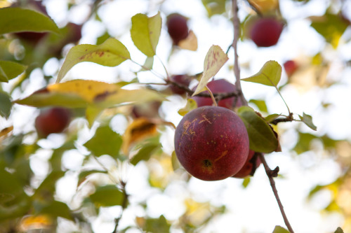 apple picking