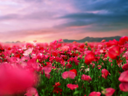 floralls:by  Emi Fujimoto