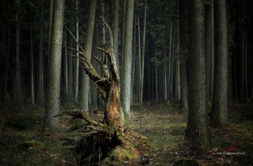 ayshaelloriene:Woodsprite’s Welcome Lars Korb  Fivehundredpx