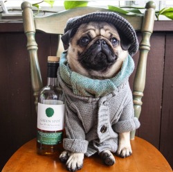 apartment2g:  walkinthepug:  🍀  My people. 