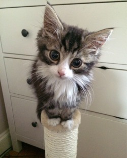 awwww-cute:  My curious kitty Koko 