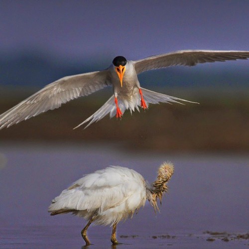 Don’t mess with MOM !! The little egret landed at wrong place, where river tern was having her