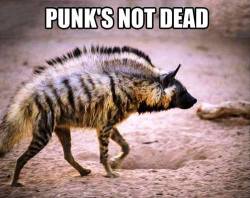 herrr-doktor:  wildhyaena:  Hyenas and their