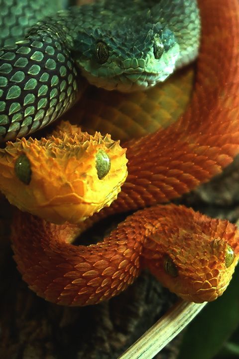 Life on White  Leaf viper with its tongue out, Atheris squamigera,  isolated on white