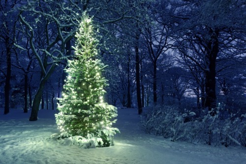 Fonte : www.1zoom.me - winter parks holidays.Source : tinamotta.tumblr.com