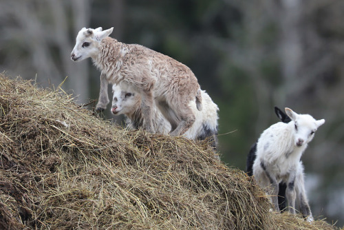 Forgot to post these pictures from ten days ago. The lambs were having so much fun, and so did we wa