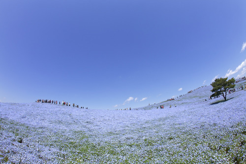  sushinfood:  jedavu:  A Sea of 4.5 Million Baby Blue Eye Flowers in Japan’s Hitachi Seaside Park   i want to go there  