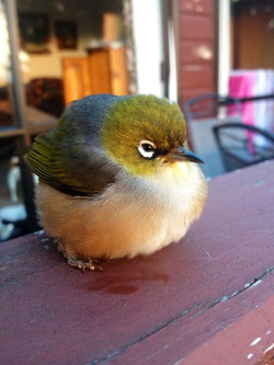 fat-birds:  A New Zealand Wax Eye or Silver Eye. 