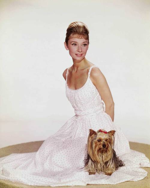 The actress Audrey Hepburn photographed with Mr. Famous (her Yorkshire Terrier) by Bud Fraker at the