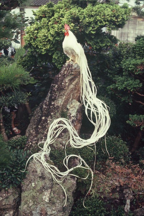 unexplained-events:Onagadori (Japanese for “long tailed chicken”) is a Japanese bre