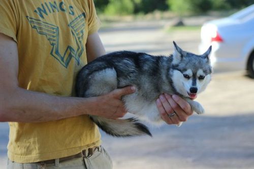 illexplain:  itsybitsysleddogs:  illexplain:  peble:  itsybitsysleddogs:  Just hanging out!  its tiny  whats up with the husky chihuahua?  She is an alaskan klee kai, a pure breed of dog, completely unrelated to a chihuahua. Klee kai are a rare breed