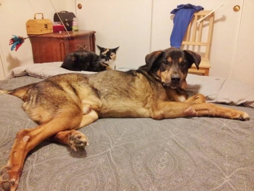 EXTRAORDINARY BOND: THE CAT WHO LOST HER DOG BEST FRIEND