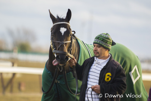 startinggate: I saw some people asking about potential Belmont Stakes (I) starter Matuszak, shown he