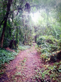 goodluck-godspeed:  .it’s beautiful out.  This is the path way that goes towards a spring that flows right into the alafia river. It&rsquo;s down the street from my house and it&rsquo;s on private corporate property so you gotta sneak in through a hole