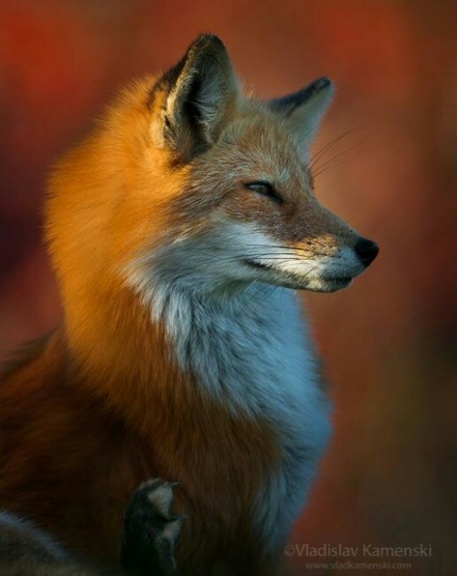 foxpost-generator:Just feeling smug about my floof. Look at this boi