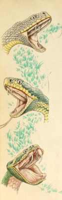 nemfrog:  Snake face. The first book of snakes. Paul Wenck, illus. 1952. h/t @sparrf for discovering the book