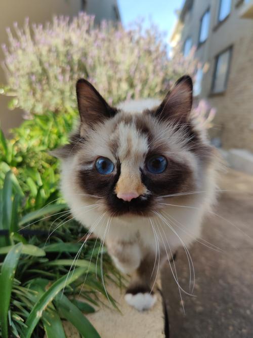 supermodelcats:Boo, walking the catwalk