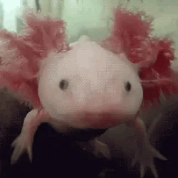 Axolotlpy From Itemlabel Themed Stimboard!!