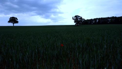 I Will Survive.The only poppy spied in this farmer’s field. 