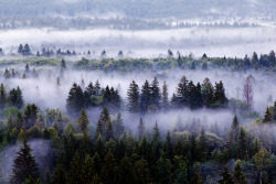 Venez à la Forêt