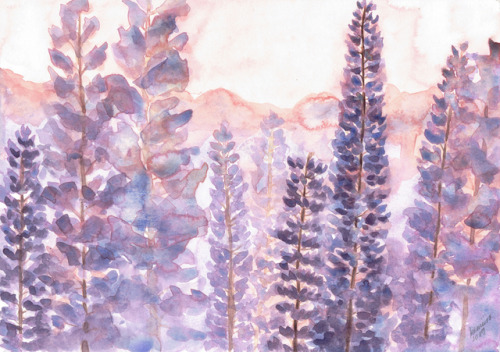 victoria-alvey: kamiiramaria: Wild Lupines - on sale! Check out her art and follow her, amazingly ta