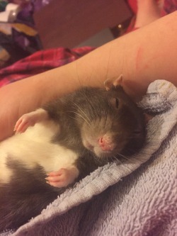 myrattiesaremylife:  More sleepy Atlas. 