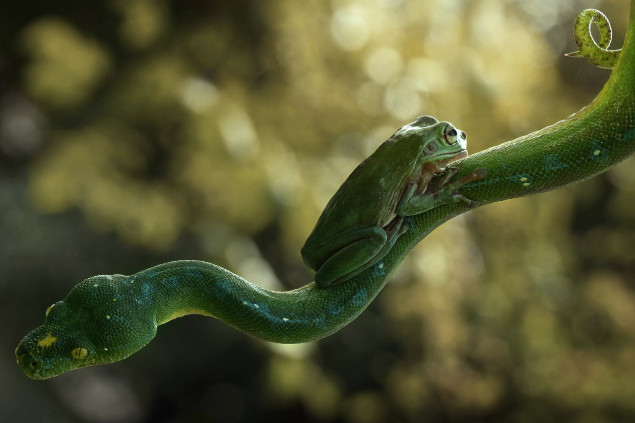 trebled-negrita-princess:  divineapprehension:  nubbsgalore:  tree frog and tree