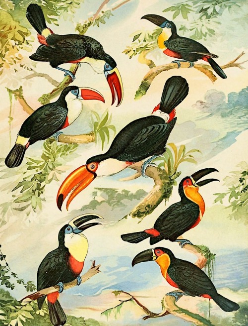 Album de aves amazonicas - Emil August Göldi - 1900 - via Internet Archive