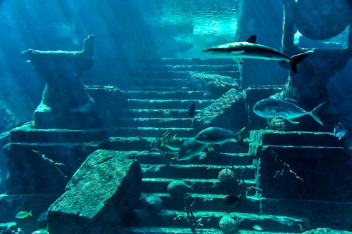 lifeunderthewaves:Underwater Traffic Atlantis Nassau Bahamas by CordJones1 Taken at Atlantis, Nassau