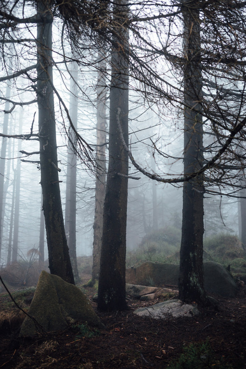 3 Fichten by Oliver Henze Facebook | Waldlandschaft | Posterlounge | Instagram | 500px